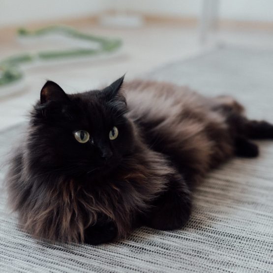 pexels-arina-krasnikova-7725955